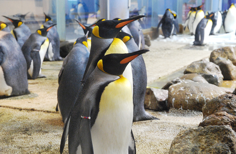 キングペンギン　オウサマペンギンの写真　「ペンギンの飼い方」組立通信LLC.